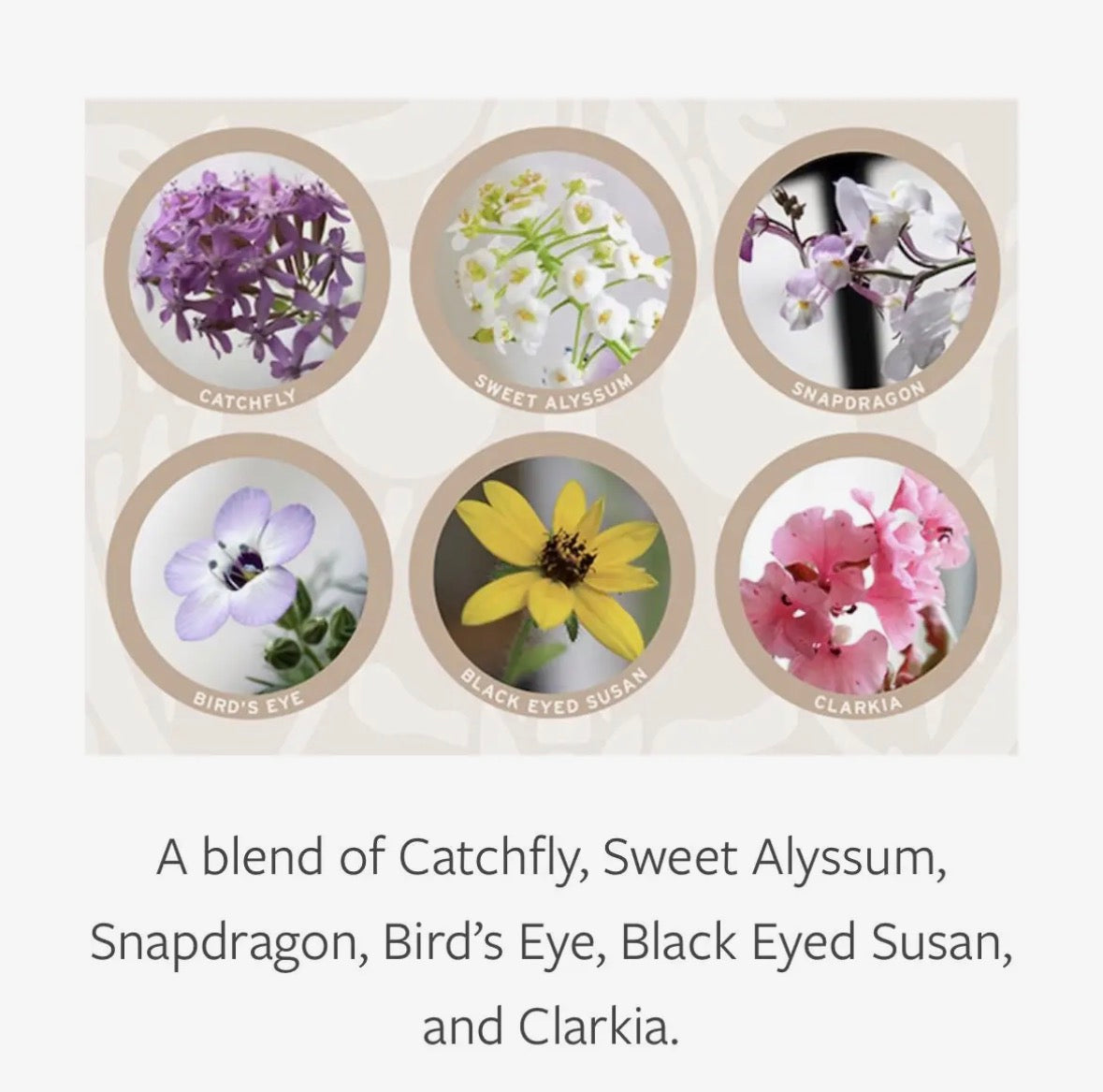 Greeting Cards - plantable